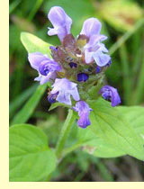 Черноголовка обыкновенная (Brunella vulgaris L.) Черноголовка обыкновенная (Brunella vulgaris L.)